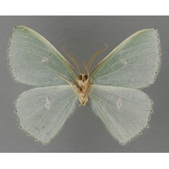 /filer/webapps/moths/media/images/T/turlini_Prasinocyma_HT_ZSM_02.jpg