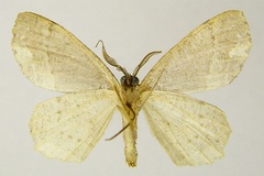 Microlyces bassa