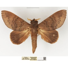 /filer/webapps/moths/media/images/I/immunda_Pachymeta_AM_NHMUK.jpg