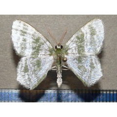 /filer/webapps/moths/media/images/F/fasciata_Gelasmodes_A_Goff.jpeg