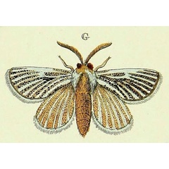 /filer/webapps/moths/media/images/V/vaninia_Rhabdosia_Cramer4_356_G.jpg