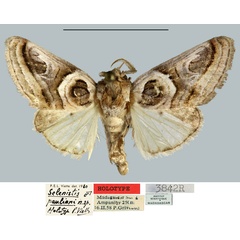 /filer/webapps/moths/media/images/P/pauliani_Selenistis_HT_MNHN.jpg