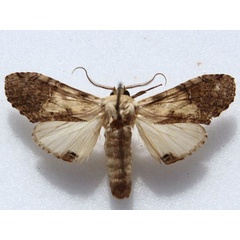 /filer/webapps/moths/media/images/P/persimilis_Disracha_A_Goff_01.jpg