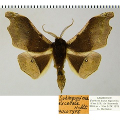 /filer/webapps/moths/media/images/E/excavata_Sphingomima_HT_ZSMa.jpg