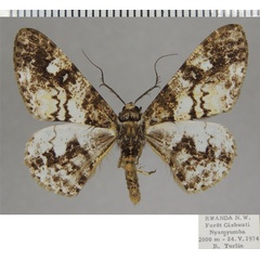/filer/webapps/moths/media/images/C/carcassoni_Cleora_AM_ZSM_01.jpg