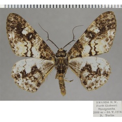 /filer/webapps/moths/media/images/C/carcassoni_Cleora_AM_ZSM_01.jpg