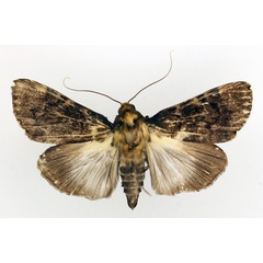 /filer/webapps/moths/media/images/H/hemihyala_Audea_A_TMSA_01.jpg