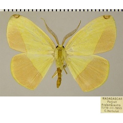 /filer/webapps/moths/media/images/G/glycera_Epigynopteryx_AM_ZSMa.jpg