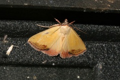 Phytometra subflavalis