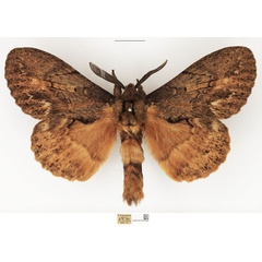 /filer/webapps/moths/media/images/W/wahlbergi_Metajana_AM_NHMUK_01.jpg