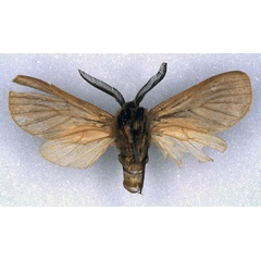 /filer/webapps/moths/media/images/S/sheljuzhkoi_Metarctia_PT_ZSM_02.jpg