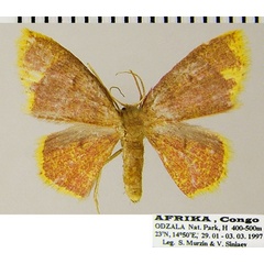 /filer/webapps/moths/media/images/L/leighata_Chrysocraspeda_AF_ZSM.jpg