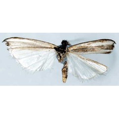 /filer/webapps/moths/media/images/H/hapaliscus_Crambus_LTM_SNHMb.jpg