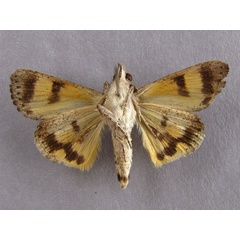 /filer/webapps/moths/media/images/P/plumicornis_Hypocala_A_Baron_02.jpg