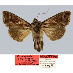 /filer/webapps/moths/media/images/P/polycampta_Ctenoplusia_HT_MNHN.jpg