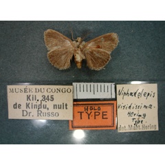 /filer/webapps/moths/media/images/V/viridissima_Niphadolepis_HT_RMCA_02.jpg