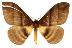 Hoplojana watsoni