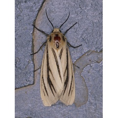 /filer/webapps/moths/media/images/L/linea_Popoudina_A_Roland_01.jpg