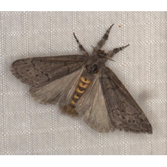 /filer/webapps/moths/media/images/X/xanthosoma_Lymantriades_AM_Heyns_04.jpg