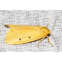 /filer/webapps/moths/media/images/R/rejecta_Cyana_A_Braun_08.jpg