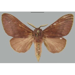 /filer/webapps/moths/media/images/C/clarki_Henometa_AF_MWM.jpg