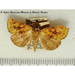 /filer/webapps/moths/media/images/X/xanthia_Ochrocalama_A_OUMNH_02.jpg