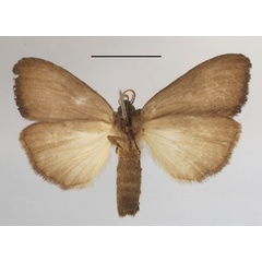 /filer/webapps/moths/media/images/M/macrodonta_Rasemia_AM_MGCLb_01.jpg
