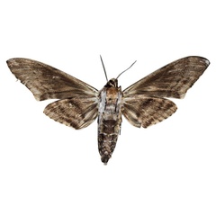 /filer/webapps/moths/media/images/C/chrismonika_Macropoliana_HT_EMEMb.jpg