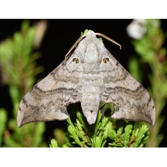 /filer/webapps/moths/media/images/F/falcatus_Falcatula_AM_Schmit.jpg