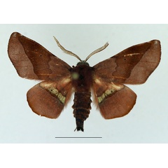 /filer/webapps/moths/media/images/P/percnopus_Euexia_AM_TMSA.jpg