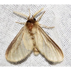 /filer/webapps/moths/media/images/C/canescens_Apisa_A_Braun_07.jpg
