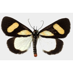 /filer/webapps/moths/media/images/L/leucomelas_Phaegorista_AM_Basquin_02.jpg