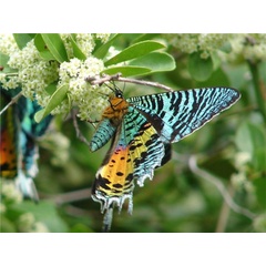 /filer/webapps/moths/media/images/C/croesus_Chrysiridia_A_Wursten_02.jpg
