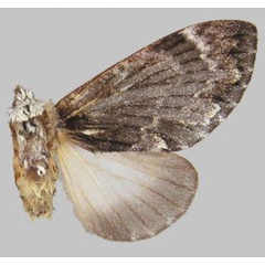 /filer/webapps/moths/media/images/S/semna_Seydelora_AF_BMNH.jpg