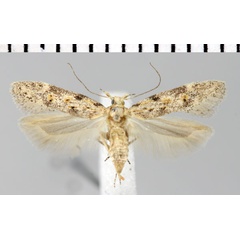 /filer/webapps/moths/media/images/O/ochrostigma_Parapsectris_PT_ZMHB.jpg