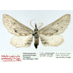 /filer/webapps/moths/media/images/E/endroedyi_Hebdomophruda_PTM_TMSA_02.jpg