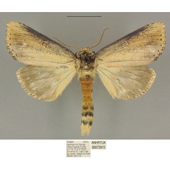 /filer/webapps/moths/media/images/L/lungu_Antheua_PTM_ANHRT.jpg