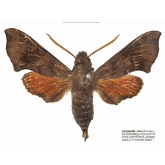/filer/webapps/moths/media/images/R/rungwe_Temnora_AM_Basquina_CRV5EDQ.jpg