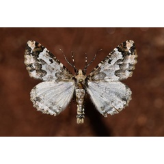 /filer/webapps/moths/media/images/A/albipennis_Oedicentra_AM_Butler.jpg