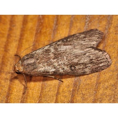 /filer/webapps/moths/media/images/A/anella_Lamoria_A_Mazzei.jpg