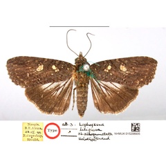 /filer/webapps/moths/media/images/A/albopunctata_Lophoptera_HT_NHMUK_8h20ipS.jpg