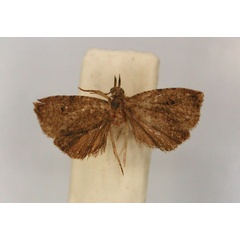 /filer/webapps/moths/media/images/M/microcosma_Cosmorrhyncha_HT_RMCA_01.jpg