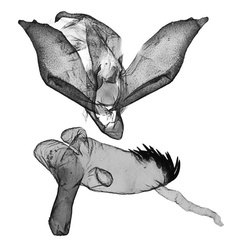 /filer/webapps/moths/media/images/T/tsonga_Tumicla_GMHT_ANHRT_AV3035.jpg