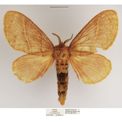 /filer/webapps/moths/media/images/O/orthogramma_Bombycopsis_AM_TMSA.jpg