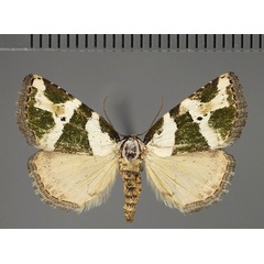 /filer/webapps/moths/media/images/O/olivula_Eustrotia_AM_Fiebig.jpg