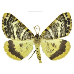 /filer/webapps/moths/media/images/A/albertina_Rhodochanna_PTF_ANHRT.jpg
