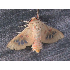 /filer/webapps/moths/media/images/P/preussi_Balacra_A_Guyonnet.jpg