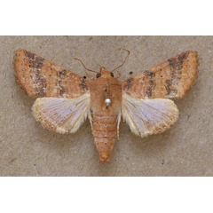 /filer/webapps/moths/media/images/P/polychorda_Eutelia_A_Butler.jpg