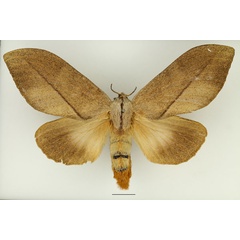 /filer/webapps/moths/media/images/S/subfascia_Pachyna_AF_Basquin_02.jpg