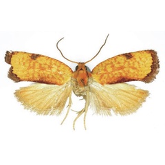 /filer/webapps/moths/media/images/H/harmographa_Phalarocarpa_AM_RMCA_02.jpg